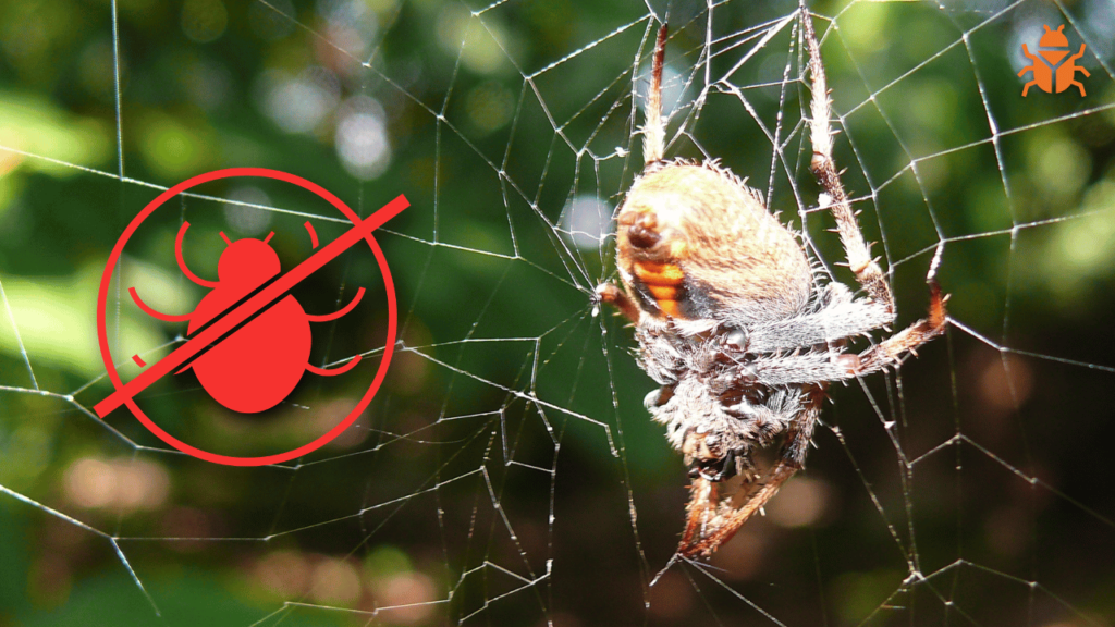 Spider Pest Control Services in Patna