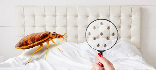 Bed Bugs Pest Control Services in Patna