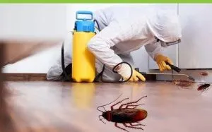 Cockroach Pest Control Services in Patna