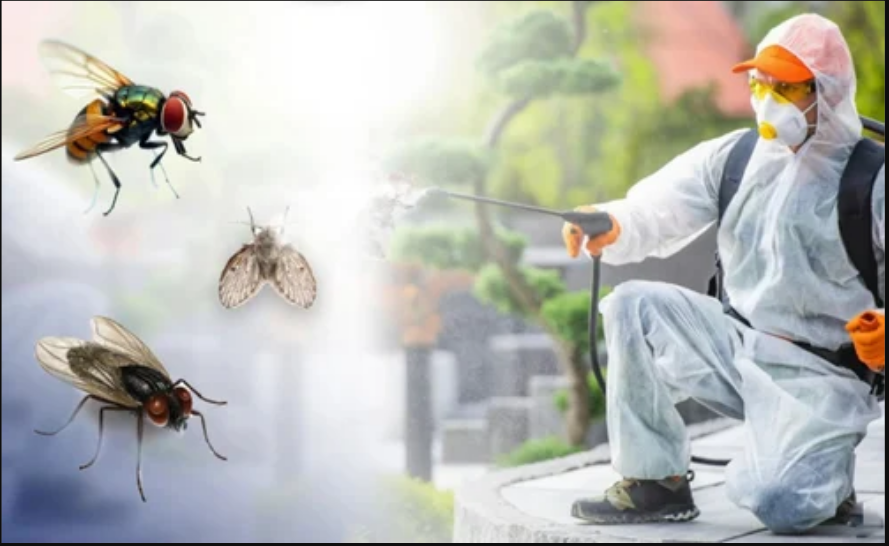 Fly Pest Control Services in Patna