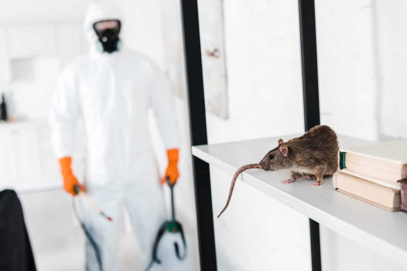 Rodent Pest Control Services in Patna